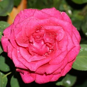 Meet your Posher, Edith